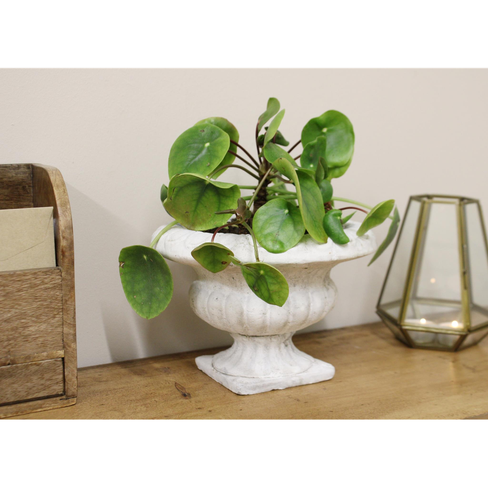 Classic Low Urn Planter - anydaydirect