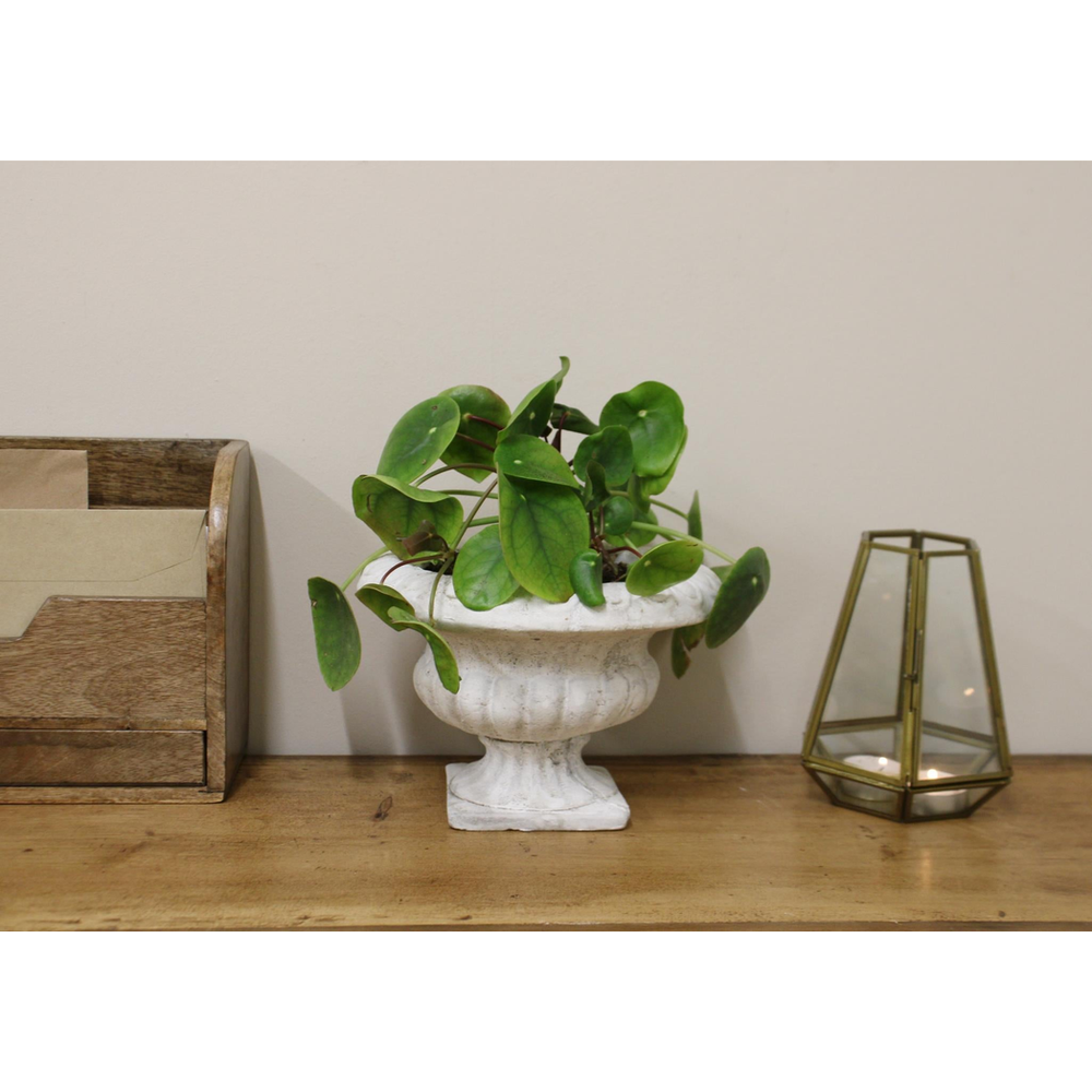 Classic Low Urn Planter - anydaydirect