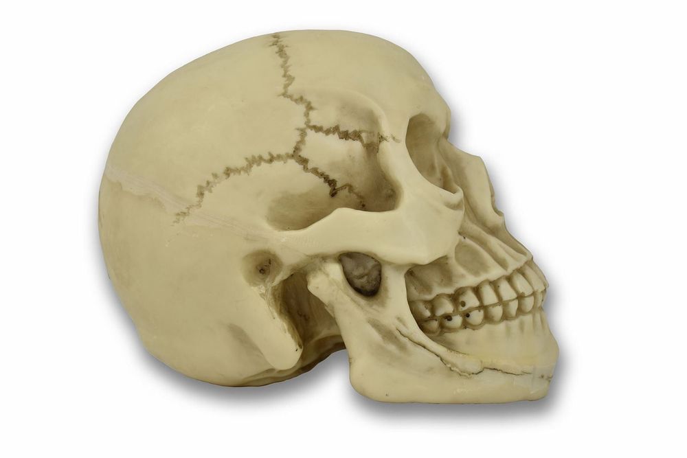 Original Size Halloween Skull Decoration - anydaydirect