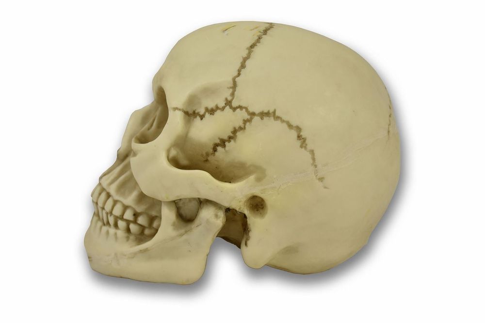 Original Size Halloween Skull Decoration - anydaydirect