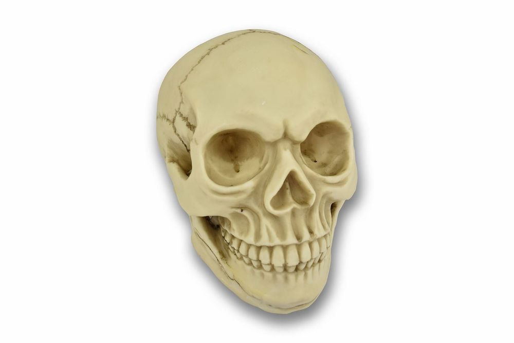 Original Size Halloween Skull Decoration - anydaydirect